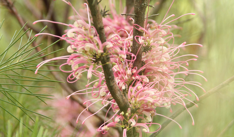 Grevillea flowers along 11km walking track in Dharug National Park. Photo: John Yurasek &copy; DPIE