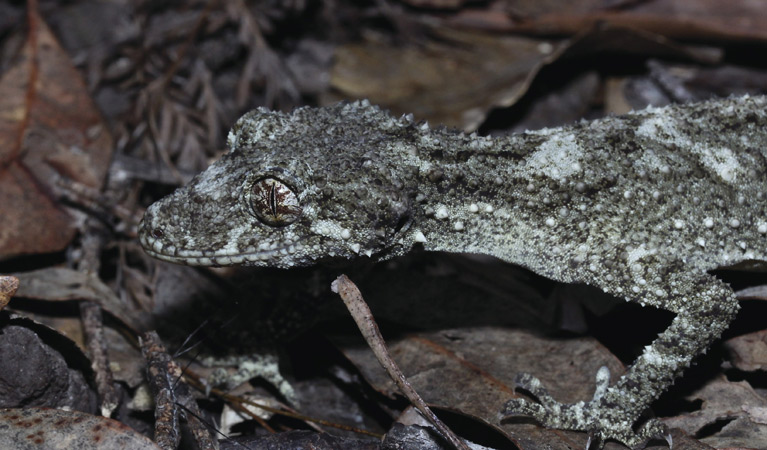 Leaf tailed gecko. Photo: John Yurasek