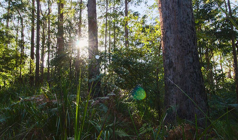 Laurieton track, Dooragan National Park. Photo: John Spencer &copy; OEH