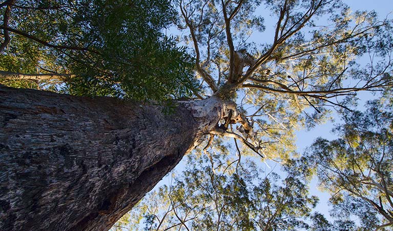 Laurieton track, Dooragan National Park. Photo: John Spencer &copy; OEH