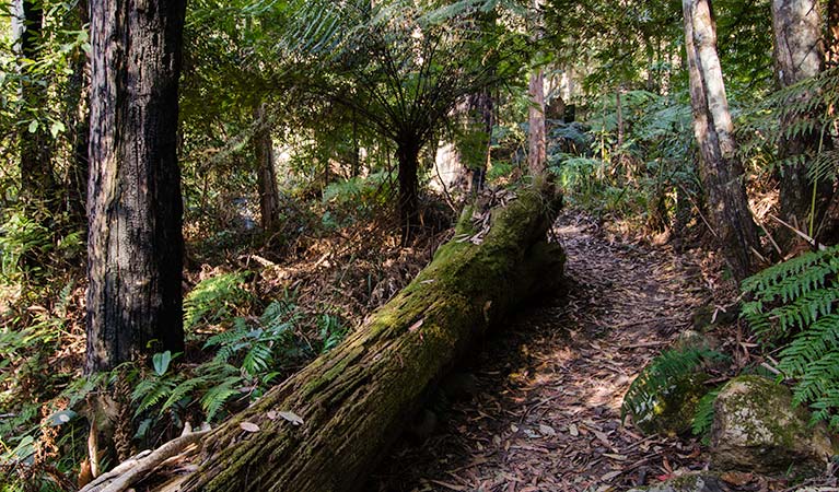 Laurieton track, Dooragan National Park. Photo: John Spencer &copy; OEH