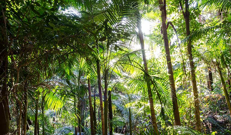 Laurieton track, Dooragan National Park. Photo: John Spencer &copy; OEH