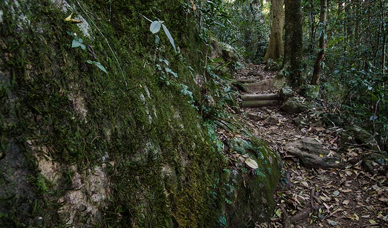 Rainforest loop lookout, Dooragan National Park. Photo: John Spencer/NSW Government