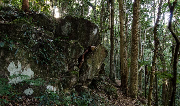 Rainforest loop, Dooragan National Park. Photo: John Spencer &copy; OEH