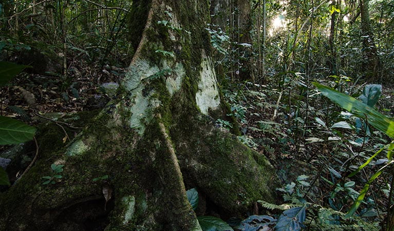 Rainforest loop, Dooragan National Park. Photo: John Spencer &copy; OEH