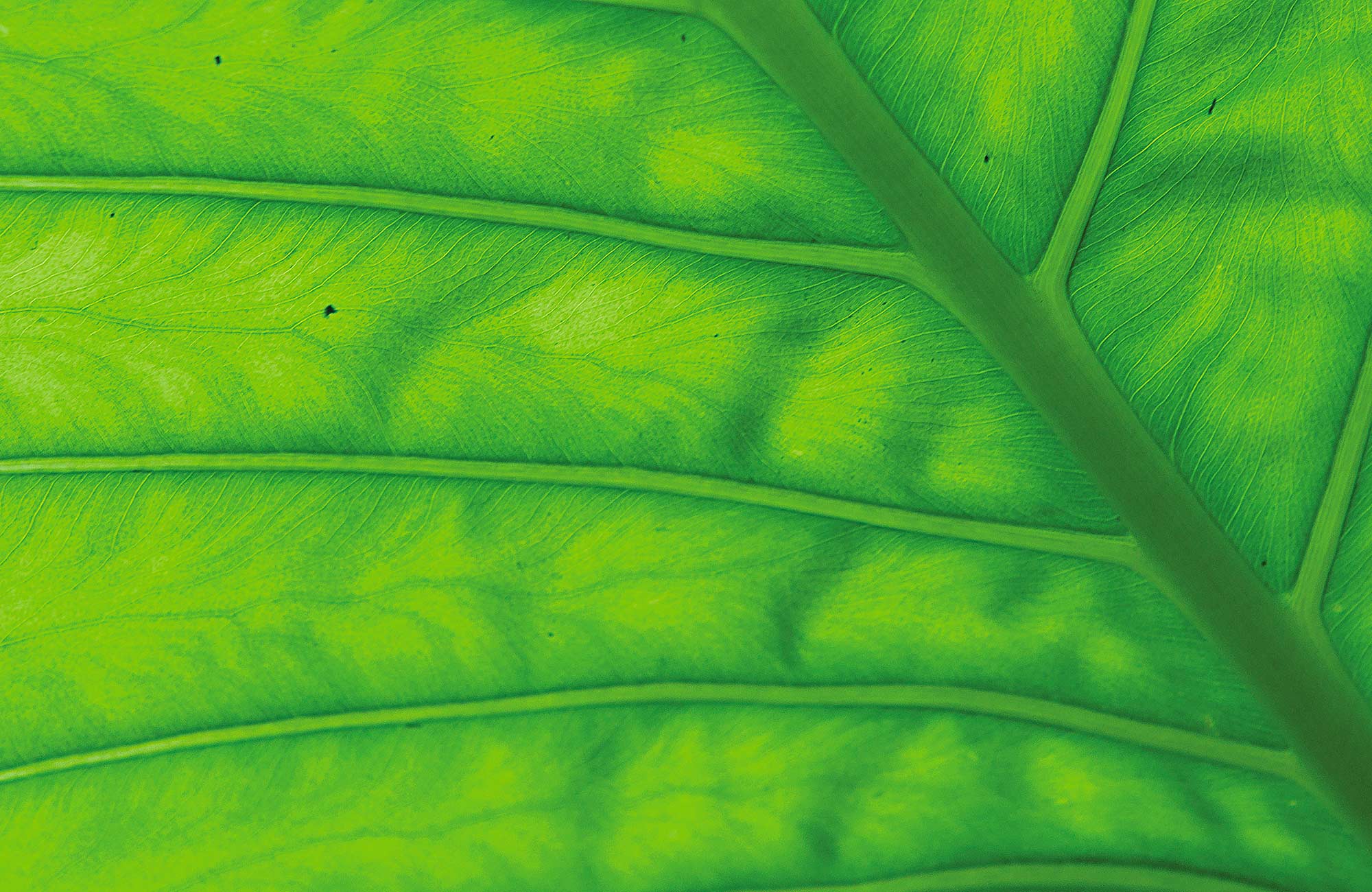 Green leaf. Photo:Rob Cleary 