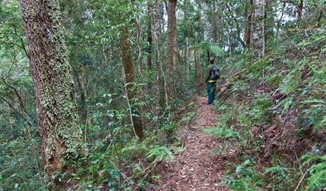 Blackbutt walking track, Dorrigo National Park. Photo: Rob Cleary &copy; OEH