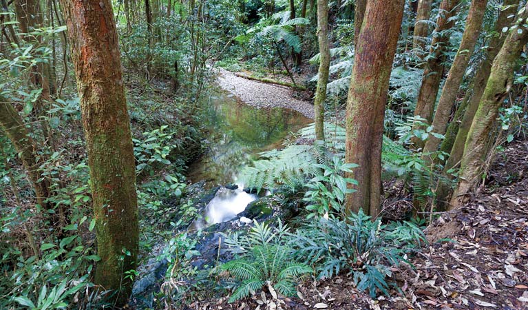 Blackbutt walking track, Dorrigo National Park. Photo: Rob Cleary &copy; OEH