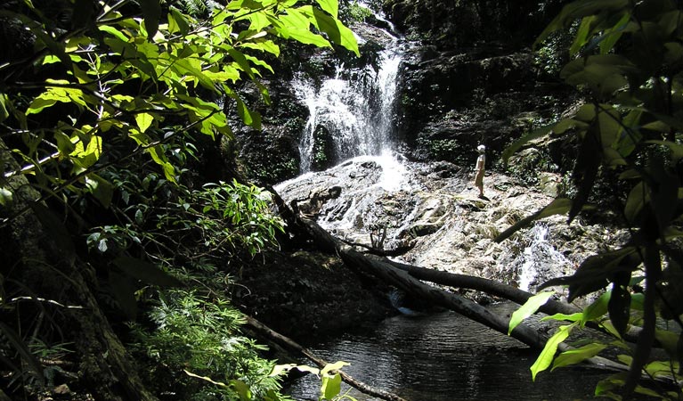 Blackbutt walking track, Dorrigo National Park. Photo: Barbara Webster