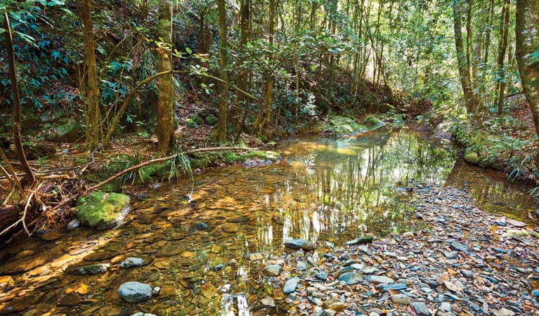 Blackbutt walking track, Dorrigo National Park. Photo: Rob Cleary &copy; OEH