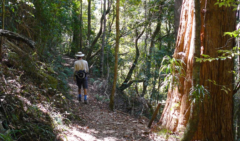 Casuarina Falls circuit, Dorrigo National Park. Photo &copy; Barbara Webster