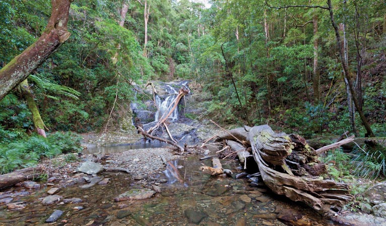 Casuarina Falls circuit, Dorrigo National Park. Photo: Rob Cleary &copy; OEH