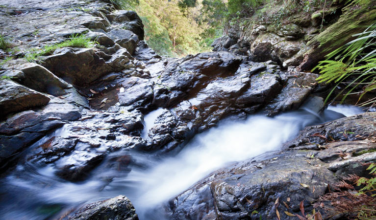 Casuarina Falls circuit, Dorrigo National Park. Photo: Rob Cleary &copy; OEH