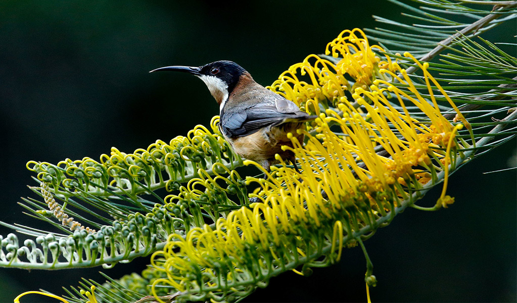 An eastern spinebill on a yellow grevillia. Photo: Andrew Turbill/DCCEEW &copy; Andrew Turbill