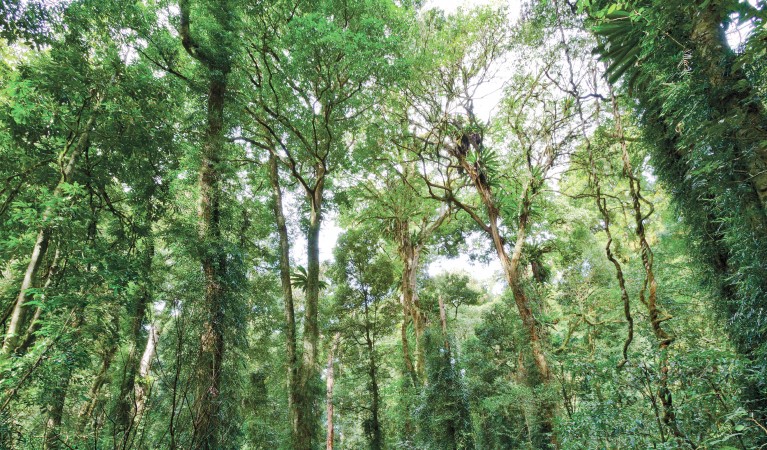 View of the rainforest canopy along Lyrebird Link track in Dorrigo National Park. Photo: Rob Cleary &copy; OEH