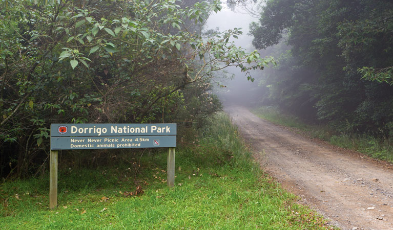 Never Never picnic area, Dorrigo National Park. Photo &copy; Rob Cleary