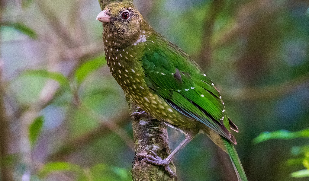 A green catbird, named for its cat's-yowl call. The bird's gorgeous green feathers camouflage it in the forest at Dorrigo National Park. Credit: Jojo Sales/DCCEEW &copy; the photographer