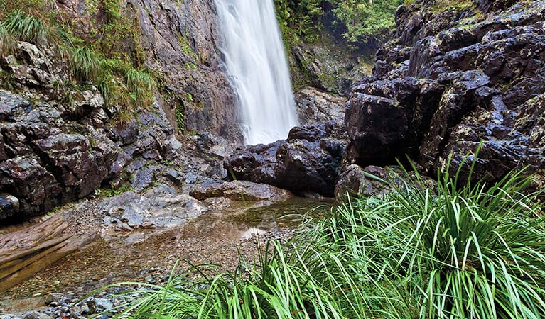 Red Cedar Falls walking track, Dorrigo National Park. Photo: Rob Cleary &copy; OEH