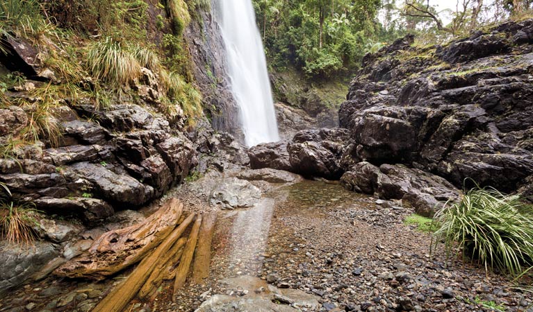 Red Cedar Falls walking track, Dorrigo National Park. Photo: Rob Cleary &copy; OEH