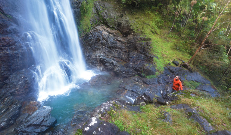 Red Cedar Falls walking track, Dorrigo National Park. Photo: Rob Cleary &copy; OEH