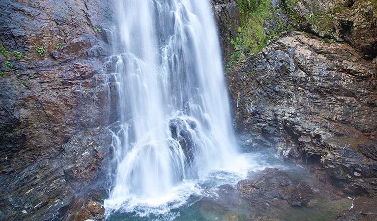 Red Cedar Falls walking track, Dorrigo National Park. Photo: Rob Cleary &copy; OEH