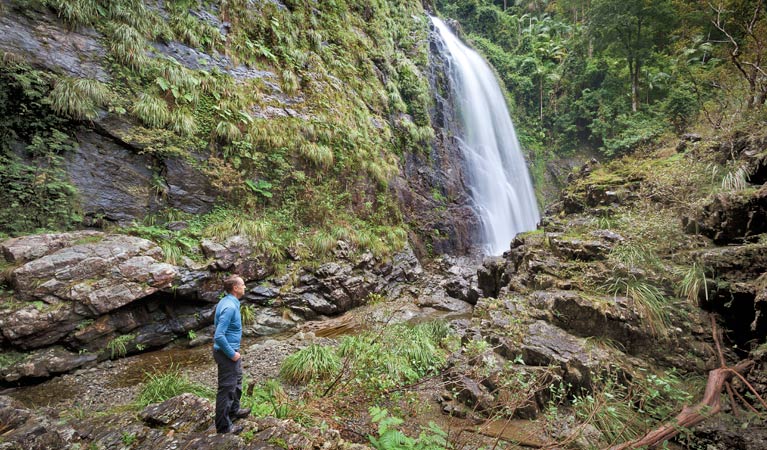 Red Cedar Falls walking track, Dorrigo National Park. Photo: Rob Cleary &copy; OEH