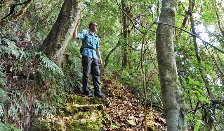 Rosewood Creek walking track, Dorrigo National Park. Photo: Rob Cleary &copy; OEH