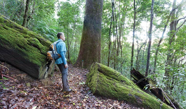 Rosewood Creek walking track, Dorrigo National Park. Photo: Rob Cleary &copy; OEH