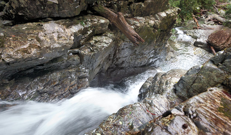 Rosewood Creek walking track, Dorrigo National Park. Photo: Rob Cleary &copy; OEH