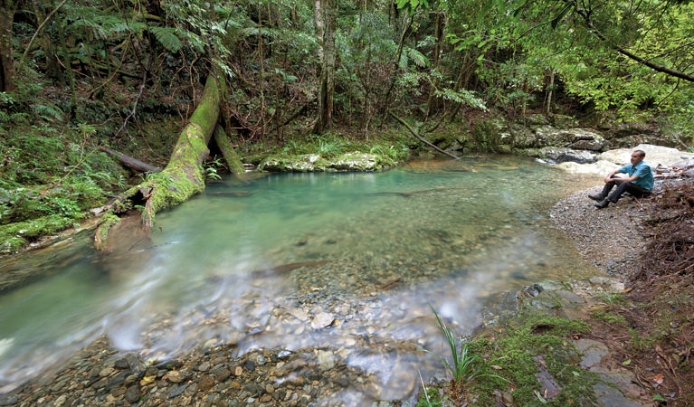 Rosewood Creek walking track, Dorrigo National Park. Photo: Rob Cleary &copy; OEH