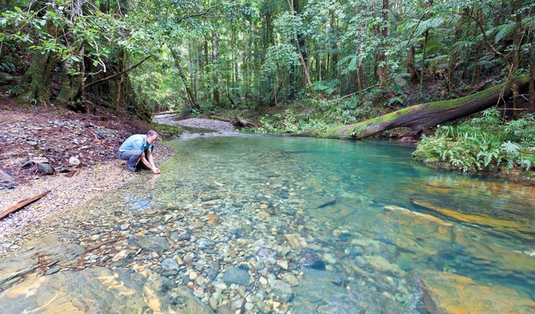 Rosewood Creek walking track, Dorrigo National Park. Photo: Rob Cleary &copy; OEH