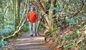 Satinbird stroll, Dorrigo National Park. Photo: Rob Cleary &copy; OEH