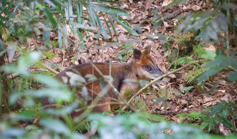 Satinbird stroll, Dorrigo National Park. Photo: Rob Cleary &copy; OEH