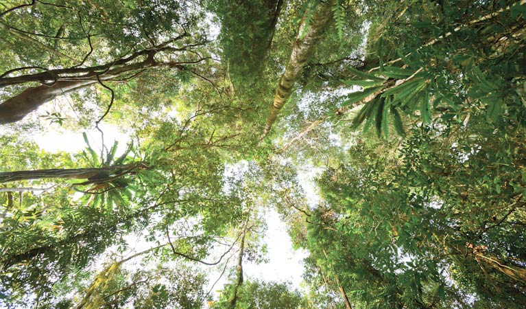 Satinbird stroll, Dorrigo National Park. Photo: Rob Cleary &copy; OEH