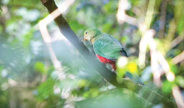 Satinbird stroll, Dorrigo National Park. Photo: Rob Cleary &copy; OEH