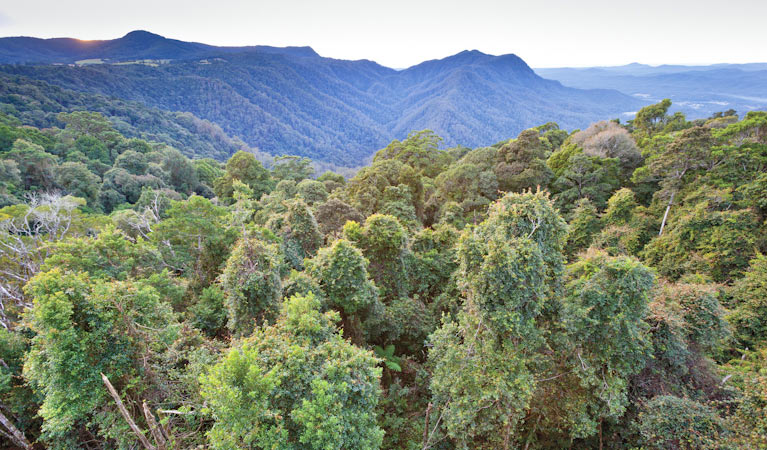 Skywalk lookout, Dorrigo National Park. Photo: Rob Cleary