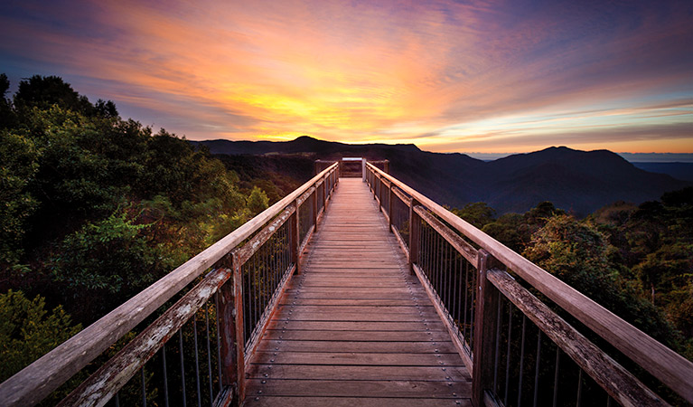 Skywalk lookout, Dorrigo National Park. Photo: Rob Cleary