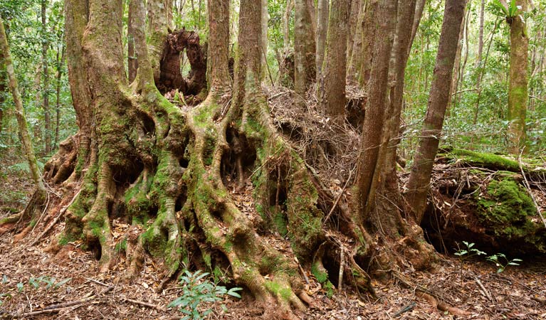 Slingsbys trail and Syndicate Ridge track, Dorrigo National Park. Photo: Rob Cleary &copy; OEH