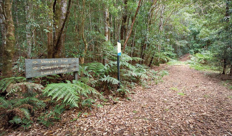 Slingsbys trail and Syndicate Ridge track, Dorrigo National Park. Photo: Rob Cleary &copy; OEH