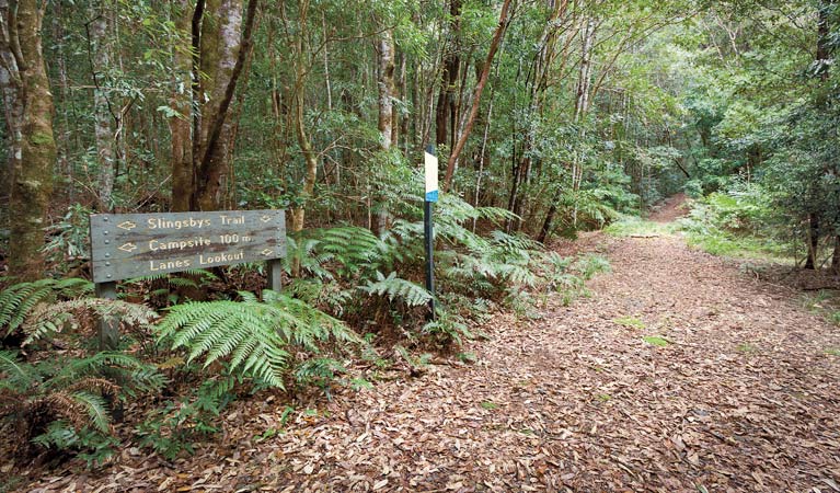 Slingsbys trail and Syndicate Ridge track, Dorrigo National Park. Photo: Rob Cleary &copy; OEH