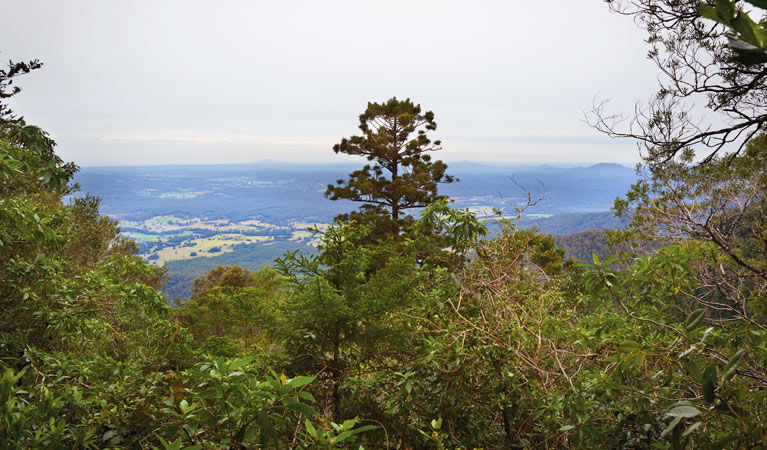 Slingsbys trail and Syndicate Ridge track, Dorrigo National Park. Photo: Rob Cleary &copy; OEH