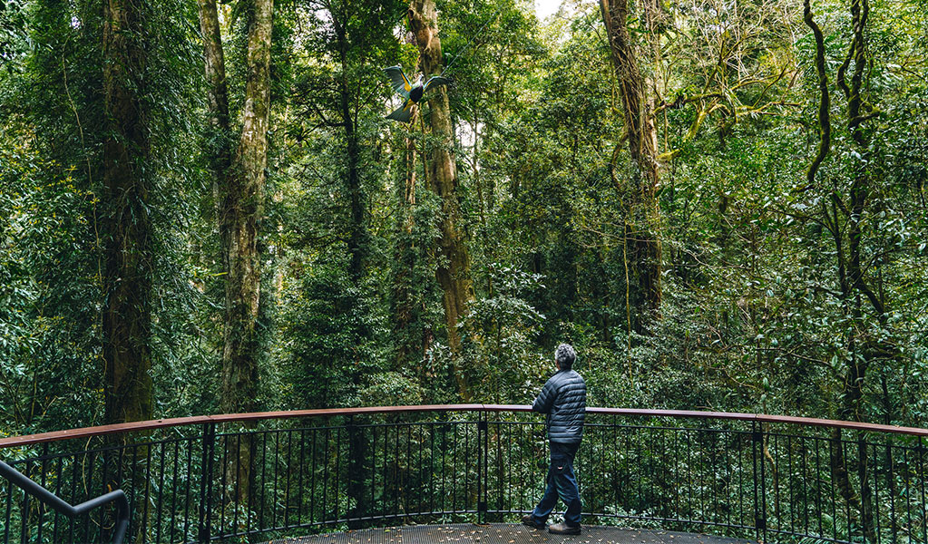 A person looking up at a sculpture of a Wompoo fruit-dove in the canopy surrounding Walk with the Birds boardwalk, Dorrigo National Park. Credit: Jay Black &copy; DCCEEW