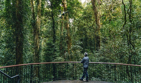 A person looking up at a sculpture of a Wompoo fruit-dove in the canopy surrounding Walk with the Birds boardwalk, Dorrigo National Park. Credit: Jay Black &copy; DCCEEW