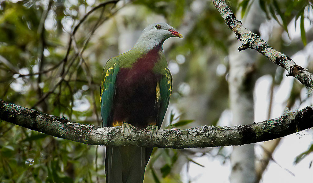 Wompoo fruit-dove perched on a tree branch, Dorrigo National Park. Credit: Andrew Turbill/DCCEEW &copy; Andrew Turbill