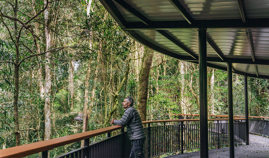 A person looking into the rainforest surrounding the elevated Walk with the birds boardwalk in Dorrigo National Park. Credit: Jay Black &copy; DCCEEW
