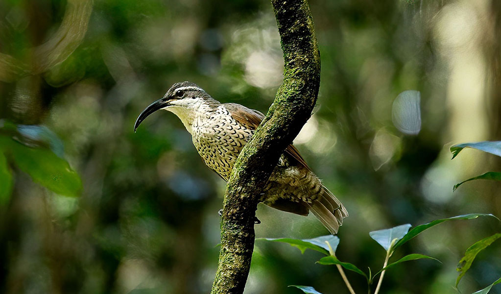 Paradise riflebird settled on a tree branch, Dorrigo National Park. Credit: Andrew Turbill/DCCEEW &copy; Andrew Turbill