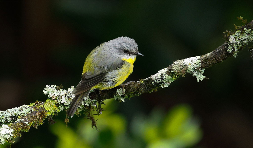 Eastern yellow robin perched on a tree branch, Dorrigo National Park. Credit: Andrew Turbill/DCCEEW &copy; DCCEEW