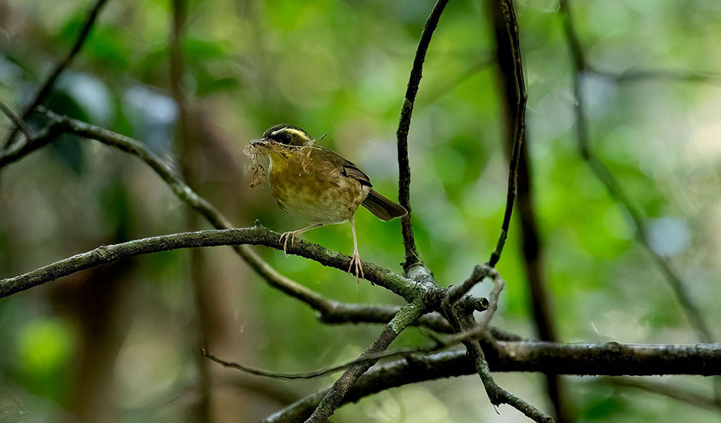 Yellow-throated scrubwren nest building, Dorrigo National Park. Photo: Andrew Turbill/DCCEEW &copy; Andrew Turbill