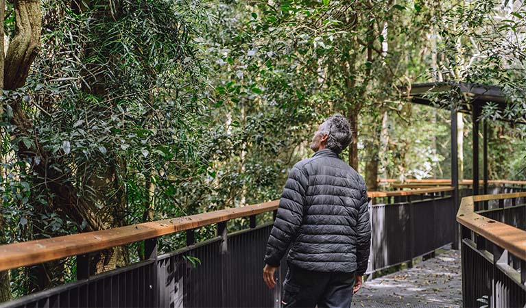 Walk with the Birds boardwalk, Dorrigo National Park. Photo: Jay Black &copy; DPE