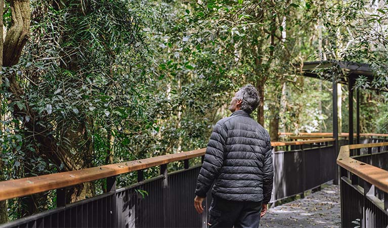 Walk with the Birds boardwalk, Dorrigo National Park. Photo: Rob Cleary